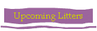 Upcoming Litters
