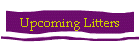 Upcoming Litters